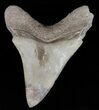 Serrated, Angustidens Tooth - Megalodon Ancestor #59223-1